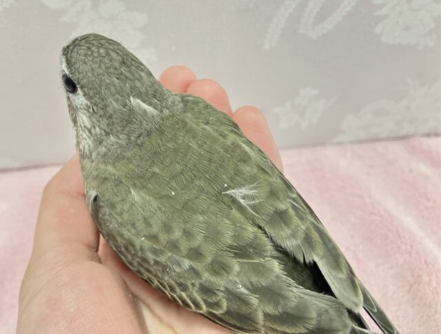 アキクサインコ（秋草インコ）