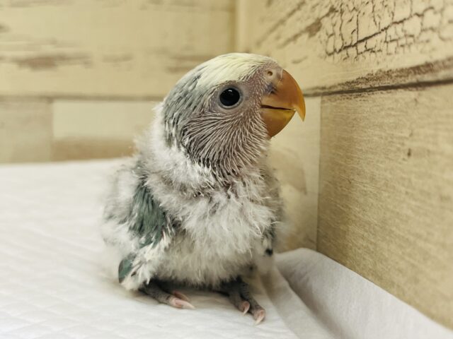 コザクラインコ（小桜インコ）