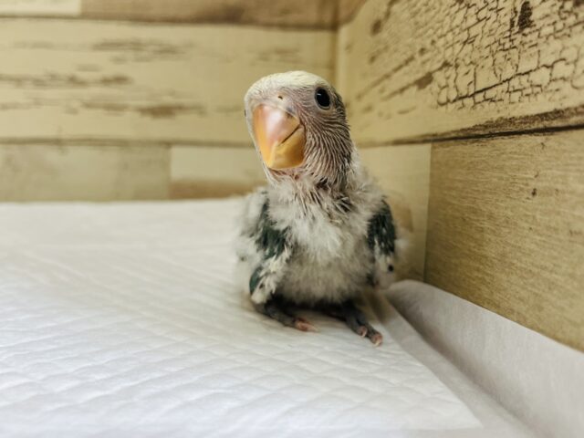 コザクラインコ（小桜インコ）