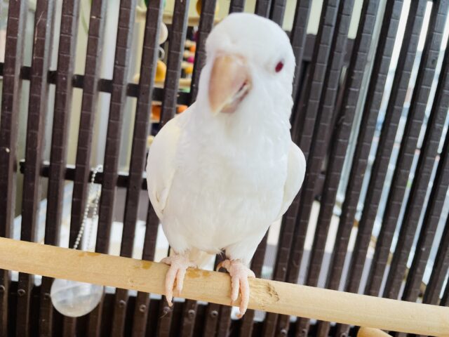 オキナインコ