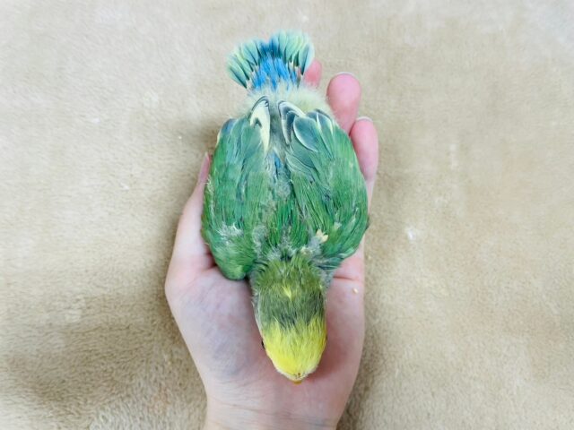 コザクラインコ（小桜インコ）