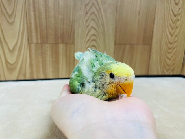 コザクラインコ（小桜インコ）