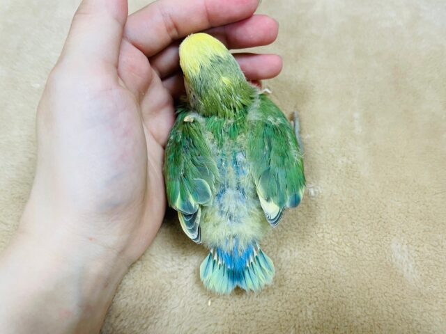 コザクラインコ（小桜インコ）