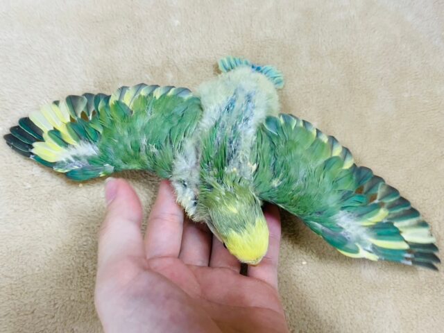 コザクラインコ（小桜インコ）