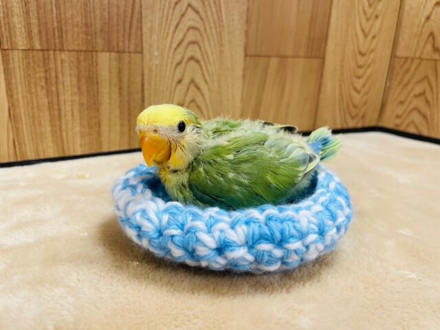 コザクラインコ（小桜インコ）