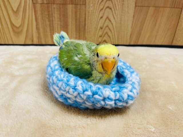 コザクラインコ（小桜インコ）