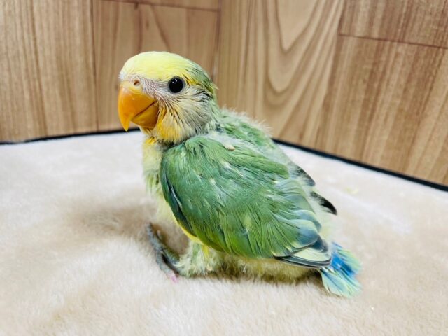 コザクラインコ（小桜インコ）