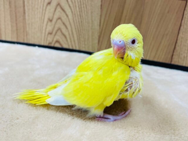 セキセイインコ