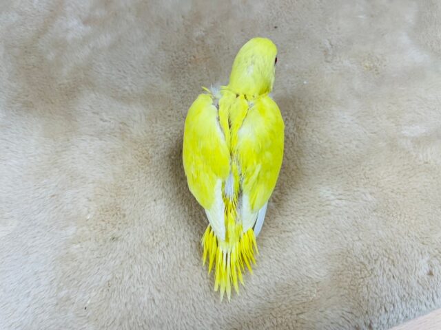 セキセイインコ
