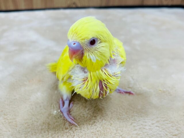セキセイインコ