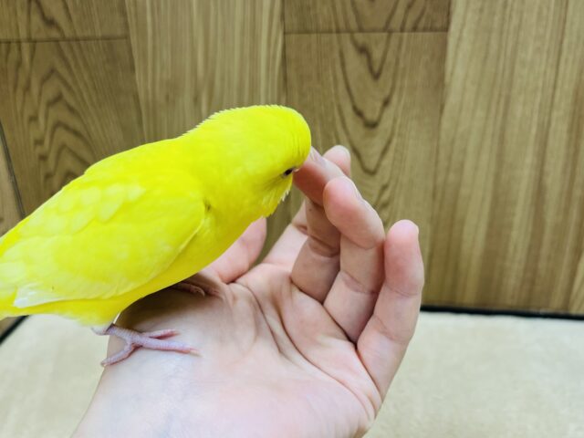 セキセイインコ