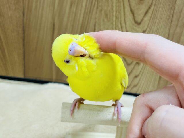 セキセイインコ