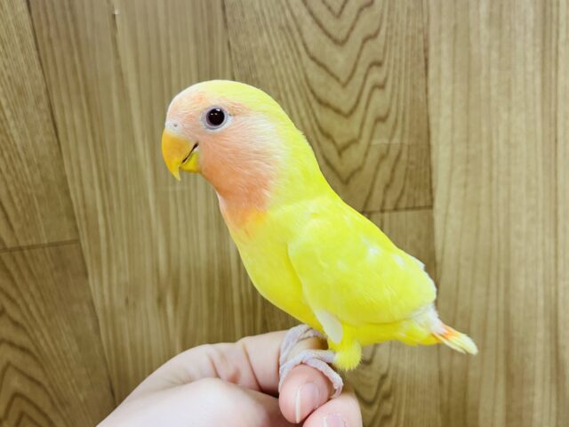 コザクラインコ（小桜インコ）