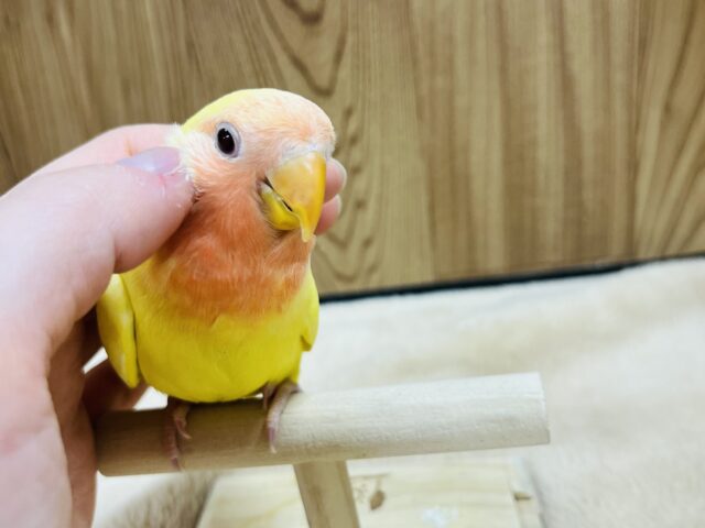 コザクラインコ（小桜インコ）