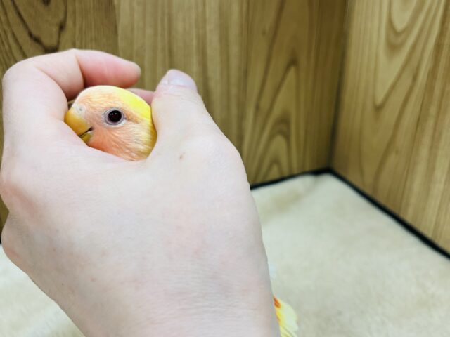 コザクラインコ（小桜インコ）