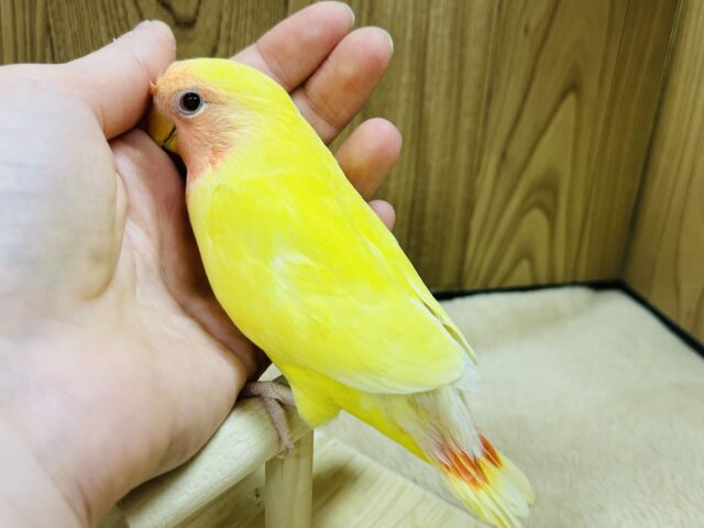 コザクラインコ（小桜インコ）