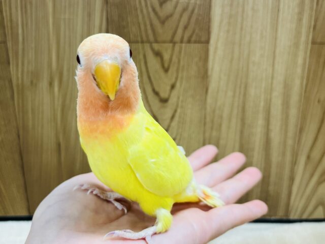 コザクラインコ（小桜インコ）
