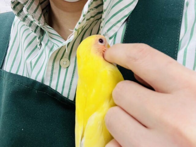 コザクラインコ（小桜インコ）