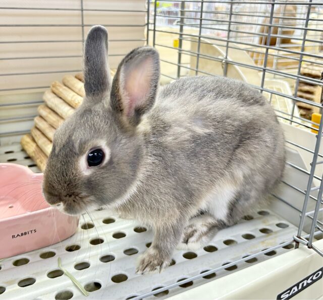 ネザーランドドワーフ