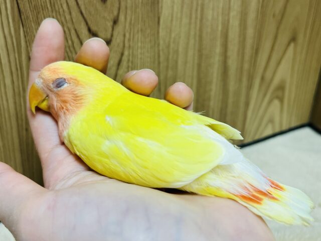 コザクラインコ（小桜インコ）