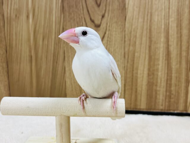 白文鳥