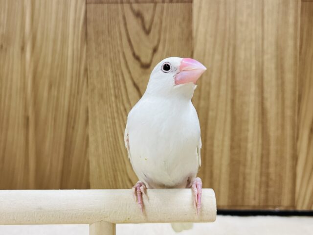 白文鳥