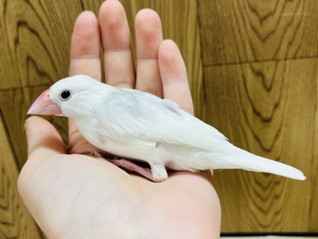 白文鳥