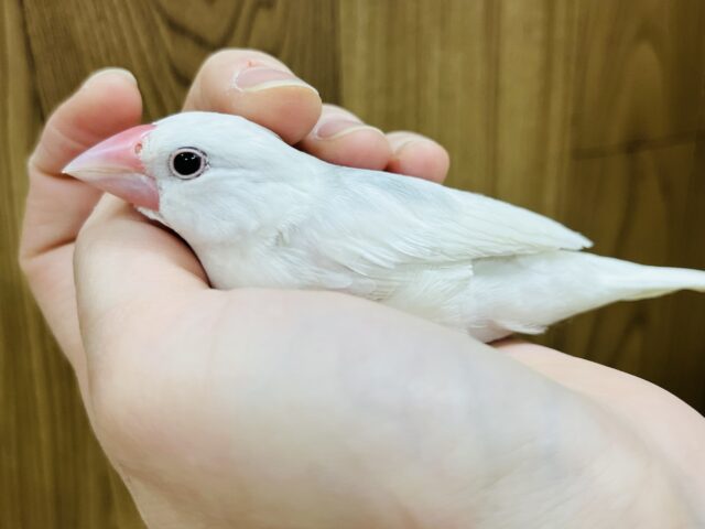 白文鳥
