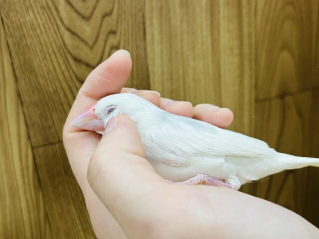 白文鳥