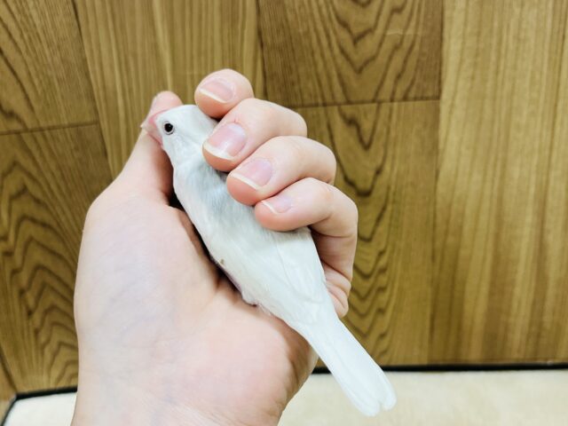 白文鳥
