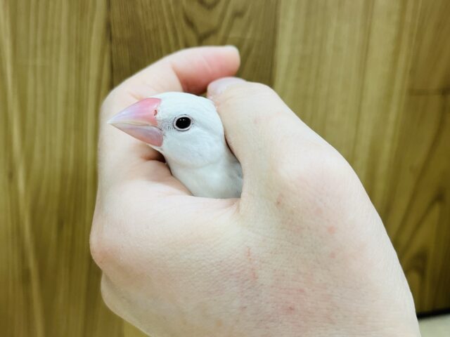 白文鳥