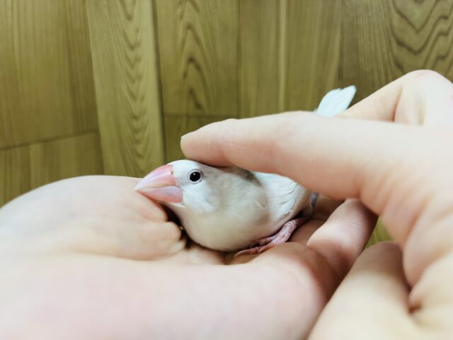 白文鳥