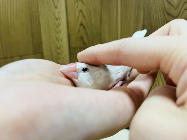 白文鳥