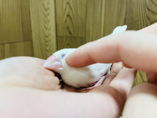 白文鳥