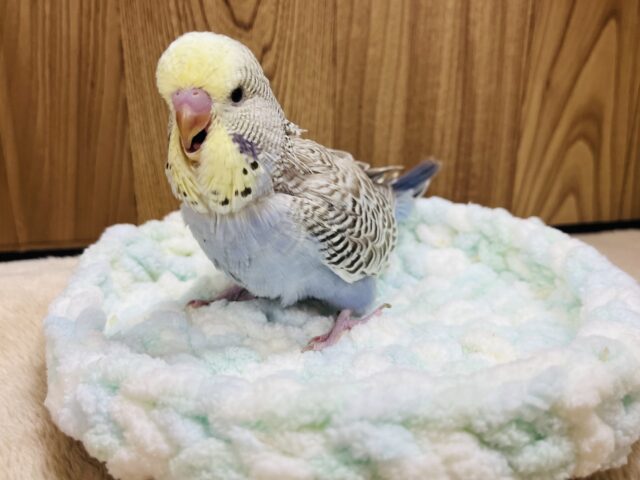 ジャンボセキセイインコ