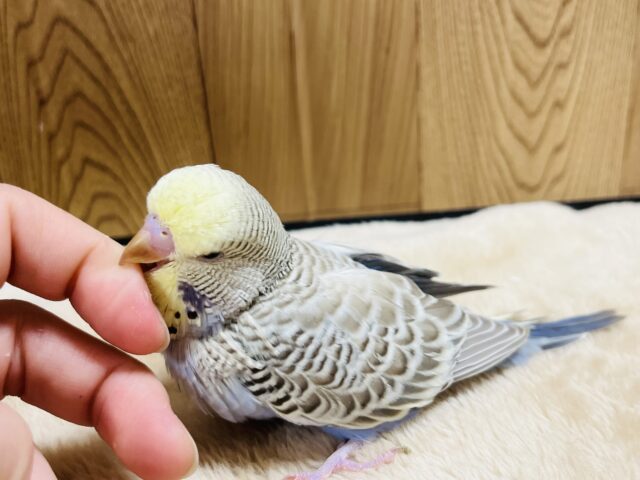 ジャンボセキセイインコ