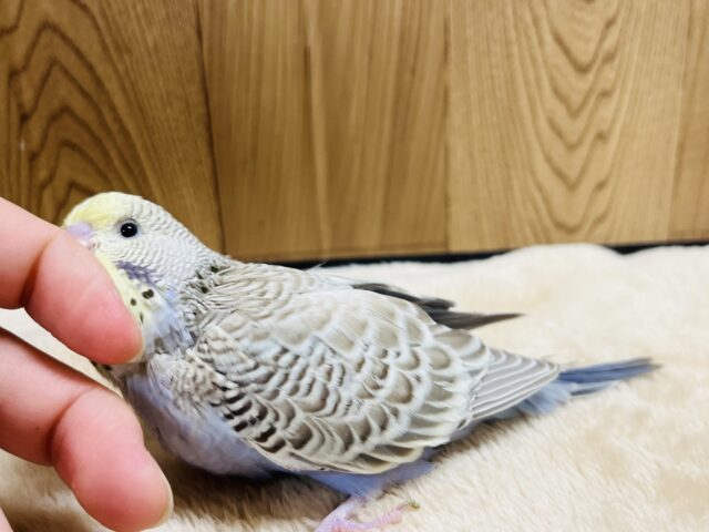 ジャンボセキセイインコ