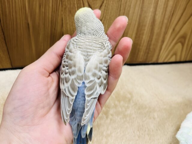 ジャンボセキセイインコ