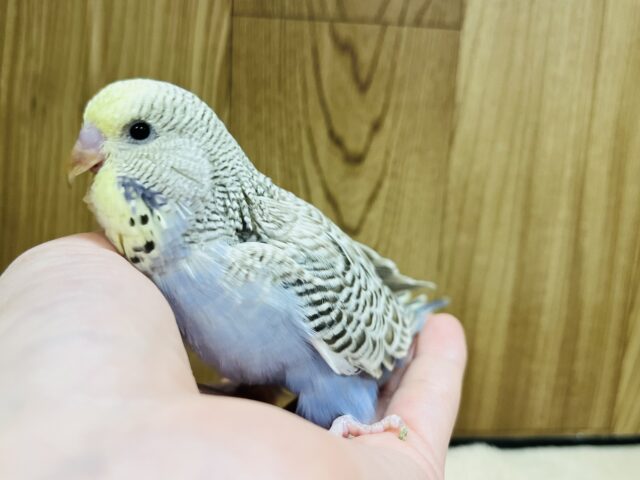 ジャンボセキセイインコ