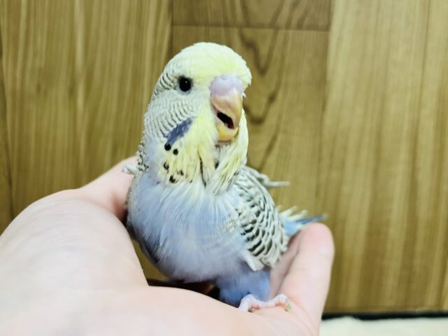 ジャンボセキセイインコ