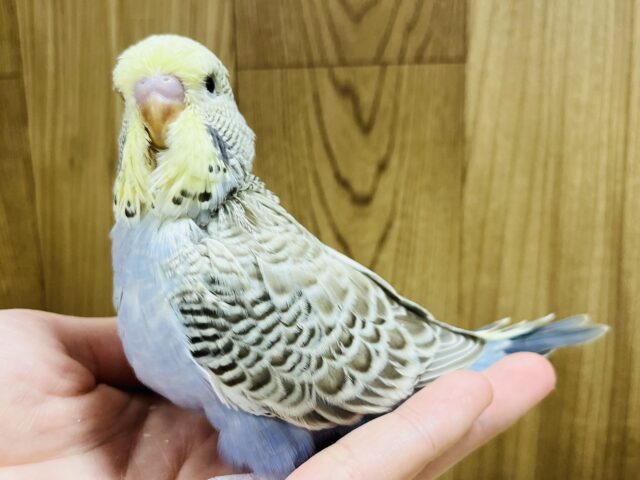 ジャンボセキセイインコ