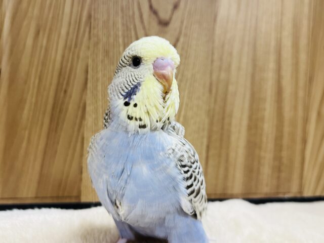 ジャンボセキセイインコ