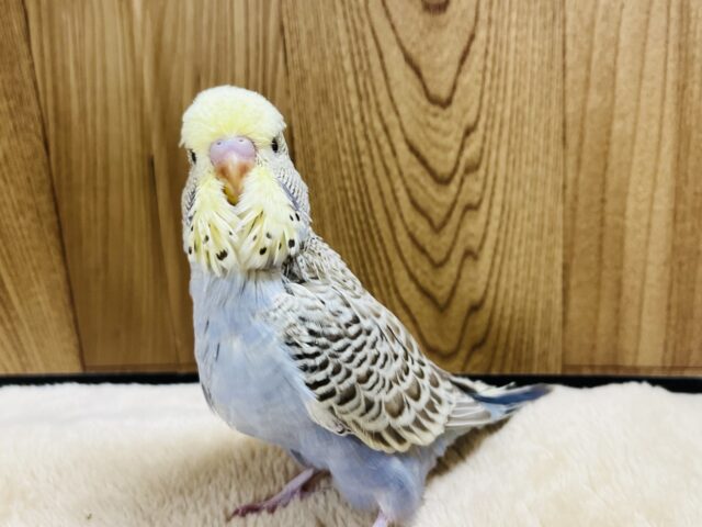 ジャンボセキセイインコ