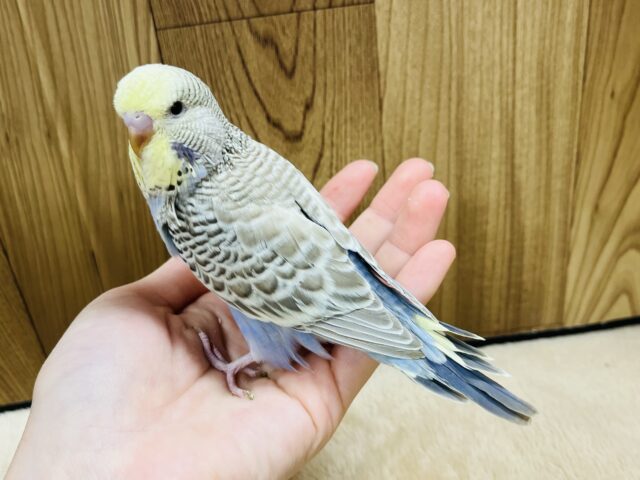 ジャンボセキセイインコ