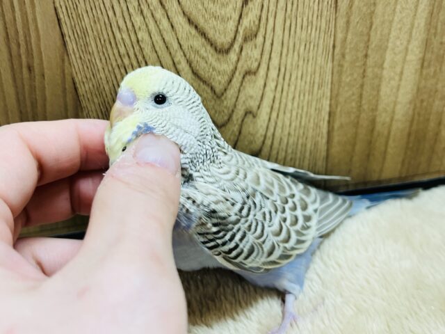 ジャンボセキセイインコ