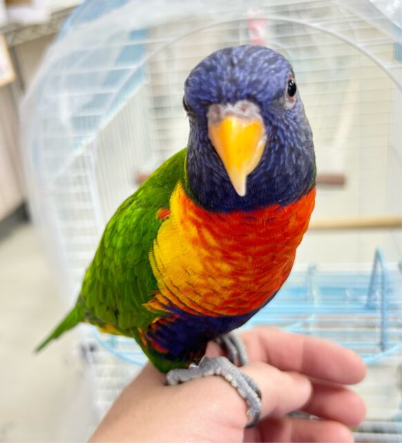 ゴシキセイガイインコ