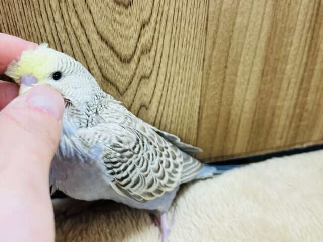 ジャンボセキセイインコ