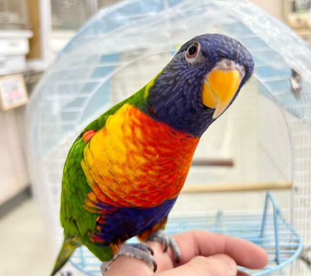 ゴシキセイガイインコ