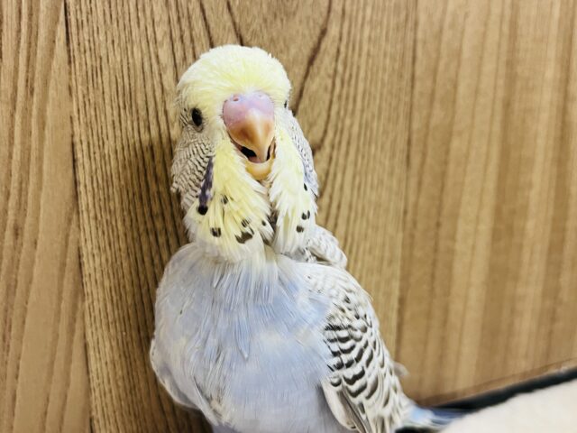 ジャンボセキセイインコ