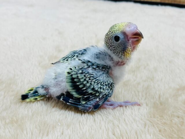 セキセイインコ